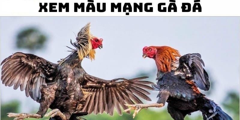 Màu mạng hành Mộc trong chọi gà 
